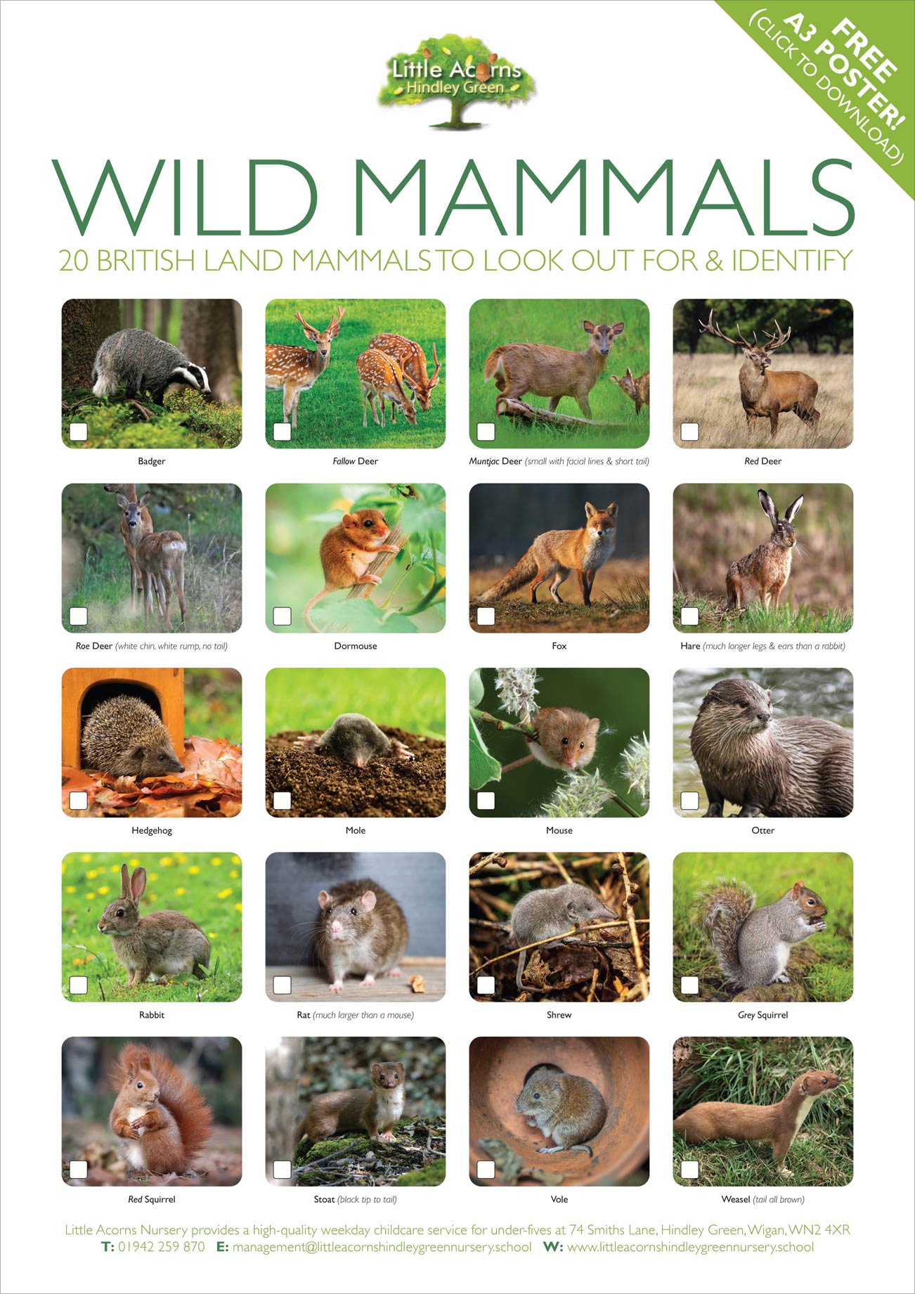 British Wild Mammals poster preview. (Click to view or download).