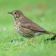 Record the highest number of each bird species you see at any one time.